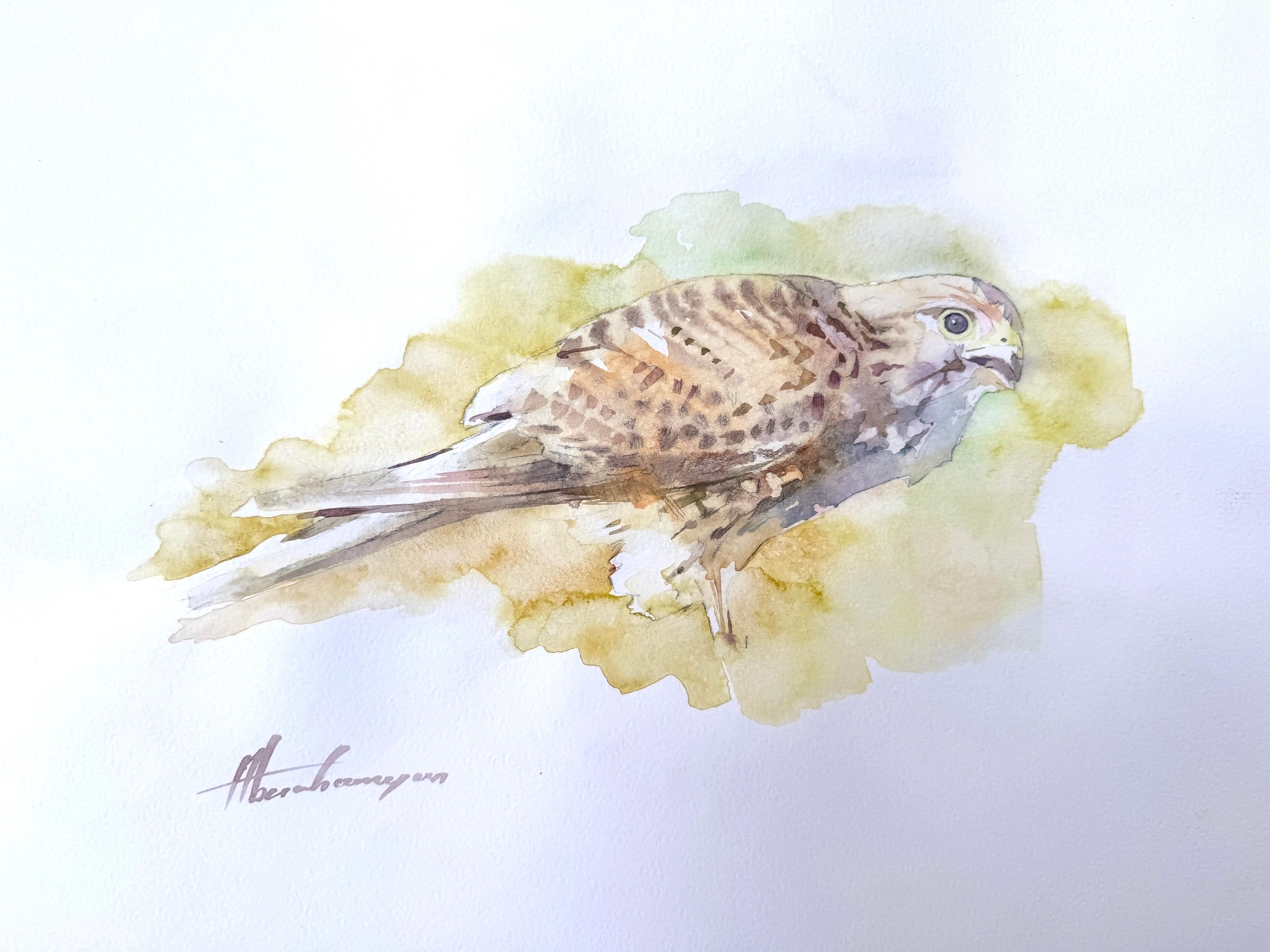 Sparrowhawk Bird Watercolor on Paper Handmade Painting, One of a Kind