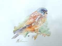 Kestrel Vogel, Aquarell auf Papier, handgefertigtes Gemälde, einzigartig