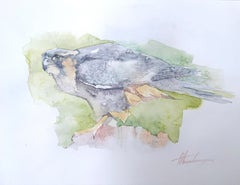 Falcon Bird Watercolor on Paper Handmade Painting, One of a Kind
