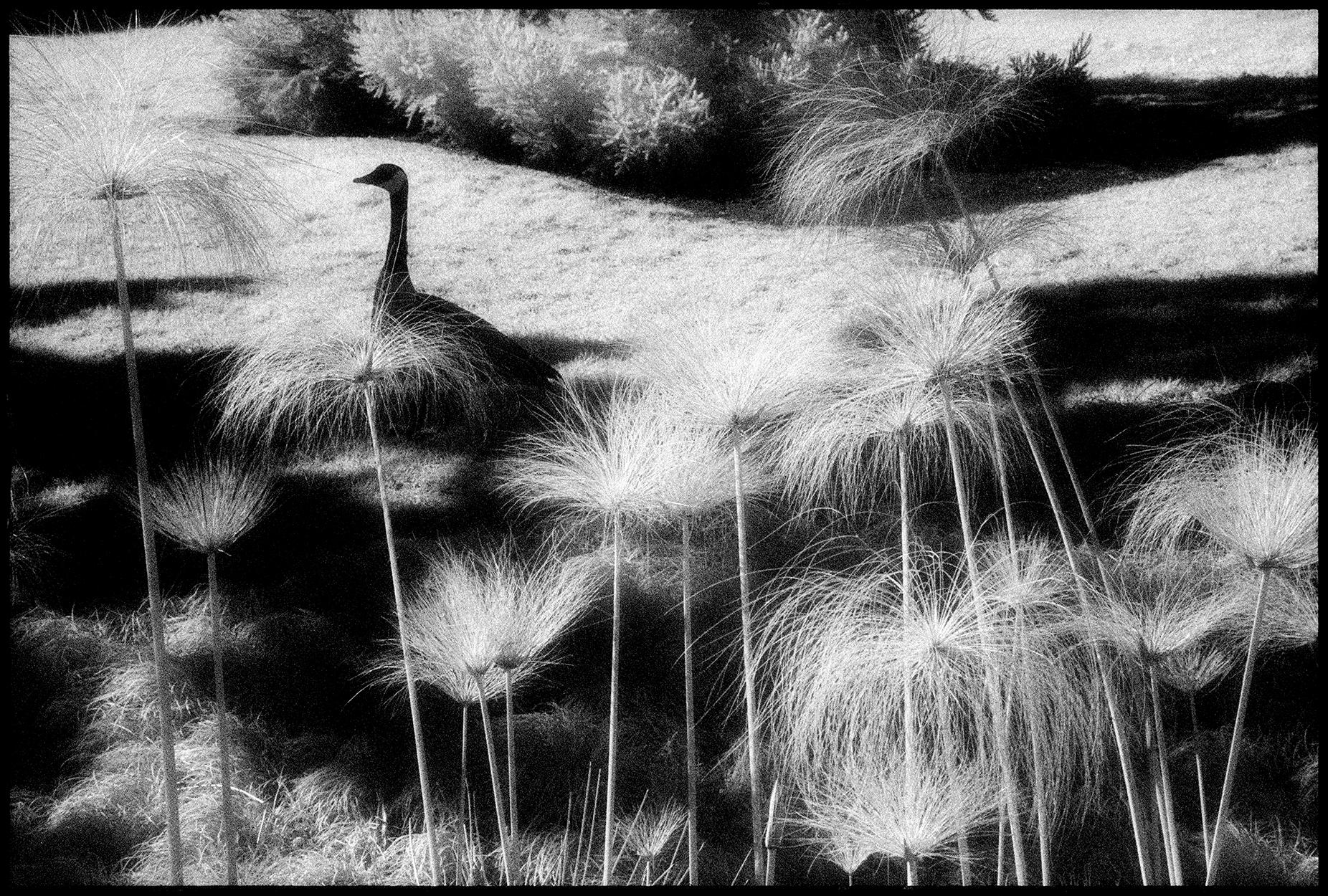 Edward Alfano Landscape Photograph – Huntington Gardens XXXII - Schwarz-Weiß-Landschaftsfotografie mit Vogel