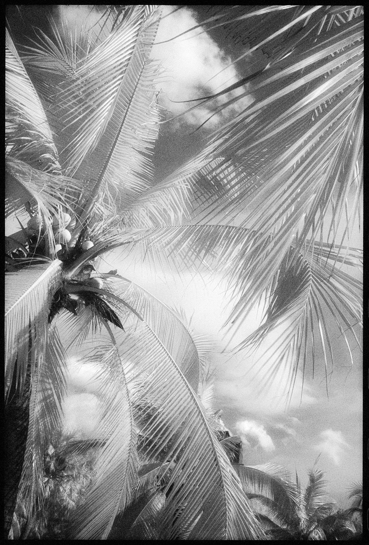 Edward Alfano Black and White Photograph - Lumphini Park - Infrared Photograph on Double Sided Aluminum