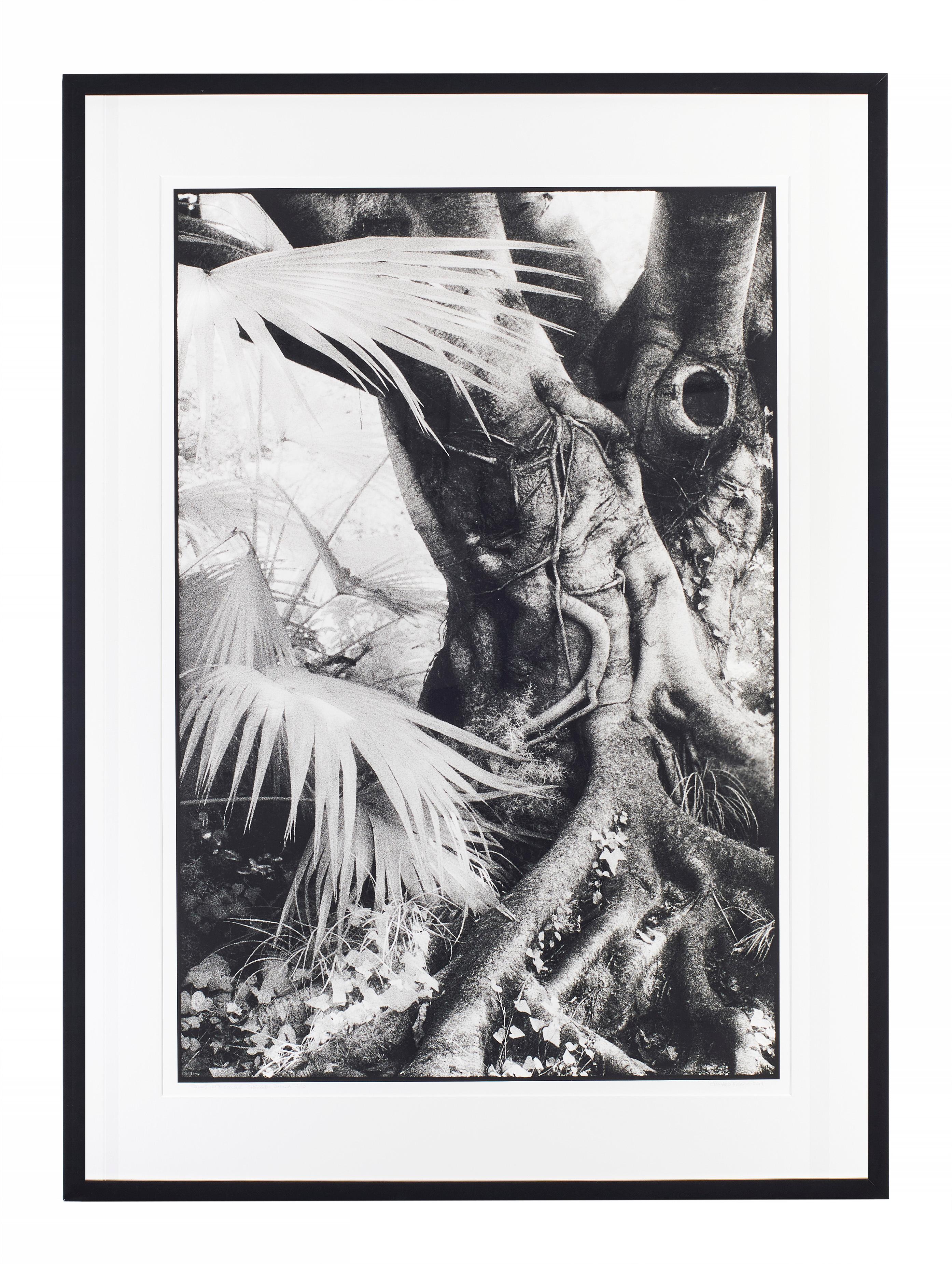 Chengdu, Chine - Photographie en noir et blanc d'un paysage d'arbre de banyan avec palmiers - Noir Landscape Photograph par Edward Alfano