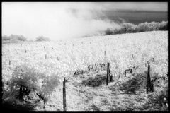 Vigneto Gambino, Taormina, Sicile - Paysage noir et blanc d'un vignoble italien