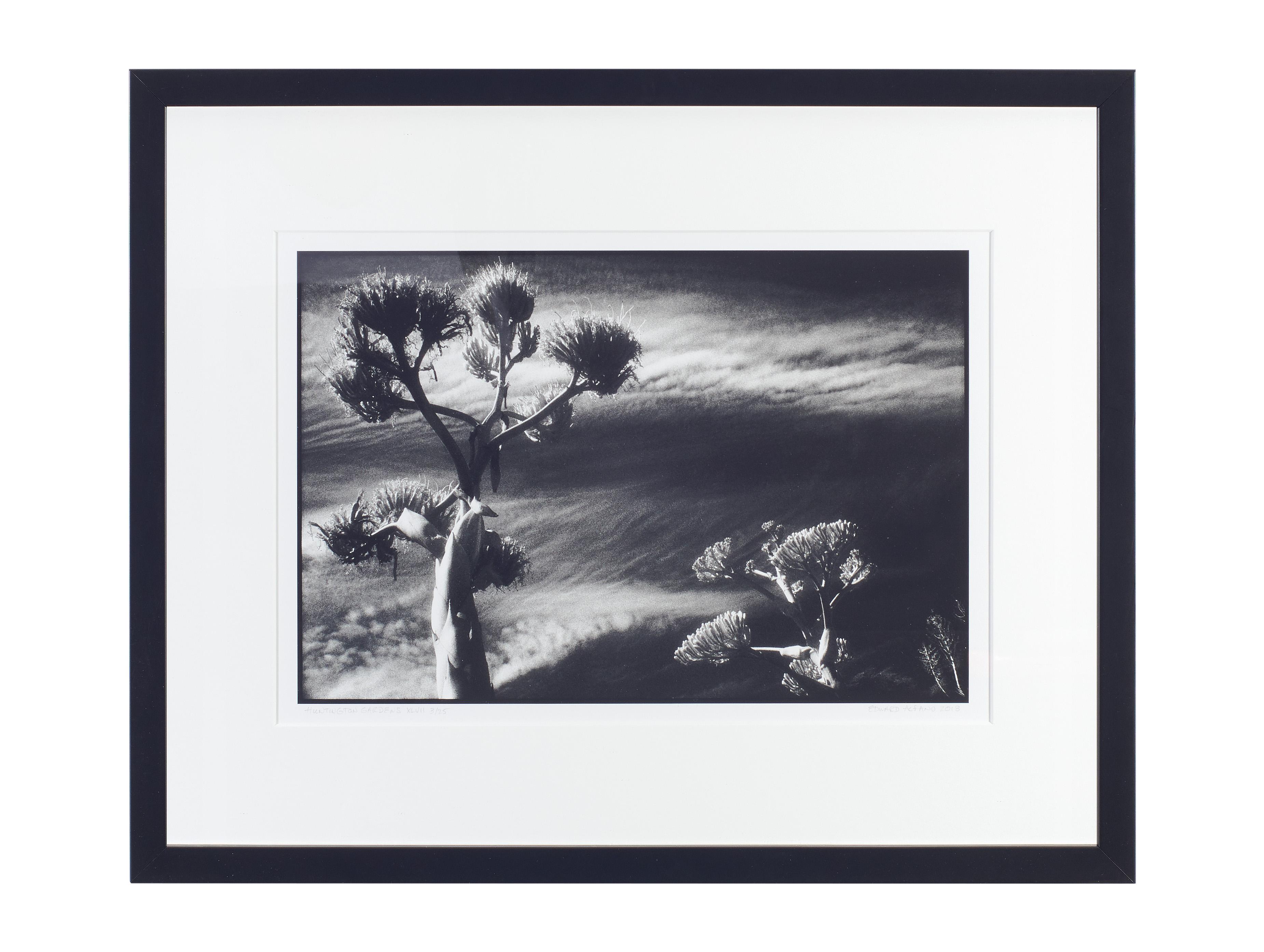 Huntington Gardens XLVII - Black & White Infrared Landscape of Cactus & Sky  - Photograph by Edward Alfano