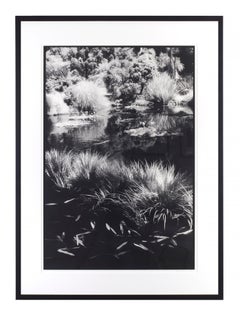 Huntington Gardens XII - Black and White Landscape Photography of Pond & Plants