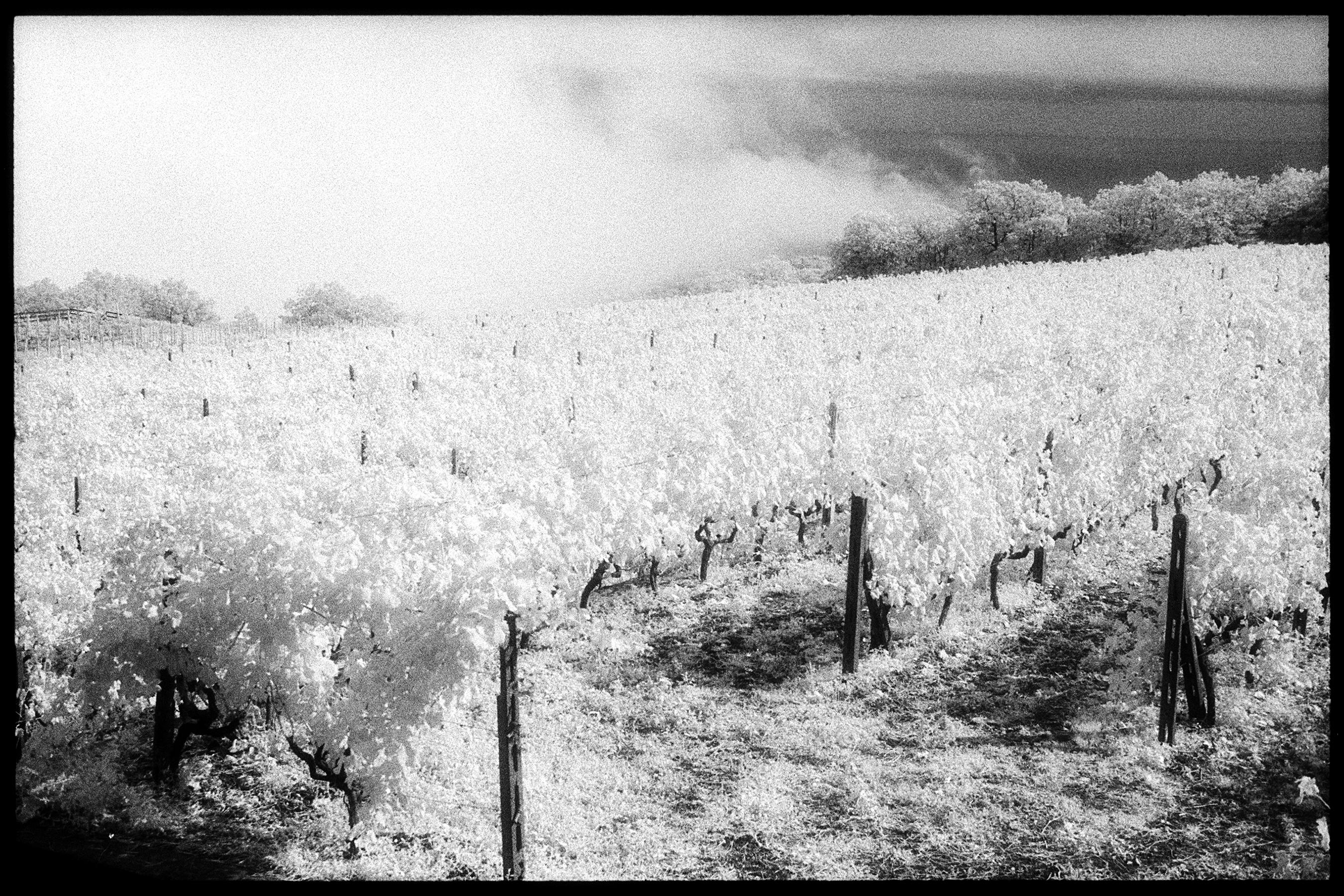 Landscape Photograph Edward Alfano - Vigneto Gambino, Taormina, Sicile - Paysage noir et blanc d'un vignoble italien