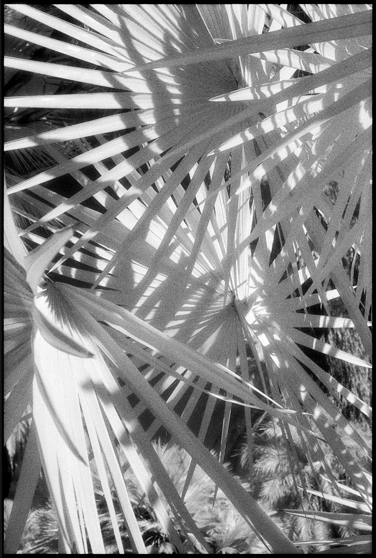 Black and White Photograph Edward Alfano - Huntington Gardens XLIV - Photographie en noir et blanc de palmiers et de plantes