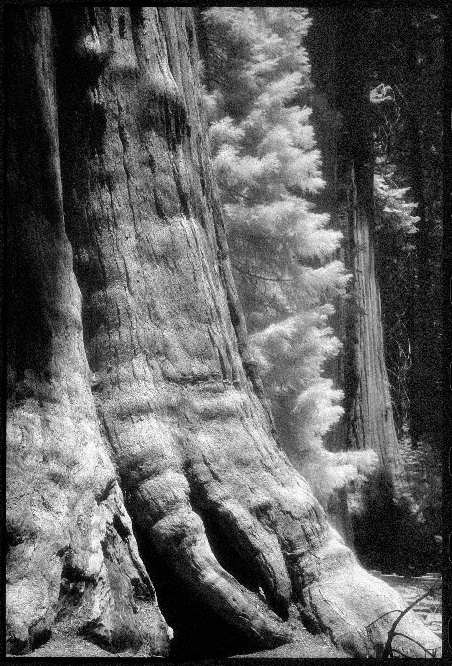 Landscape Photograph Edward Alfano - Majestueuse photographie noire et blanche de la forêt nationale de Sequoia représentant des arbres en bois rouge
