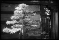 Bald Cypress, Huntington Gardens - Contemporary  Black & White Photograph (4/25)