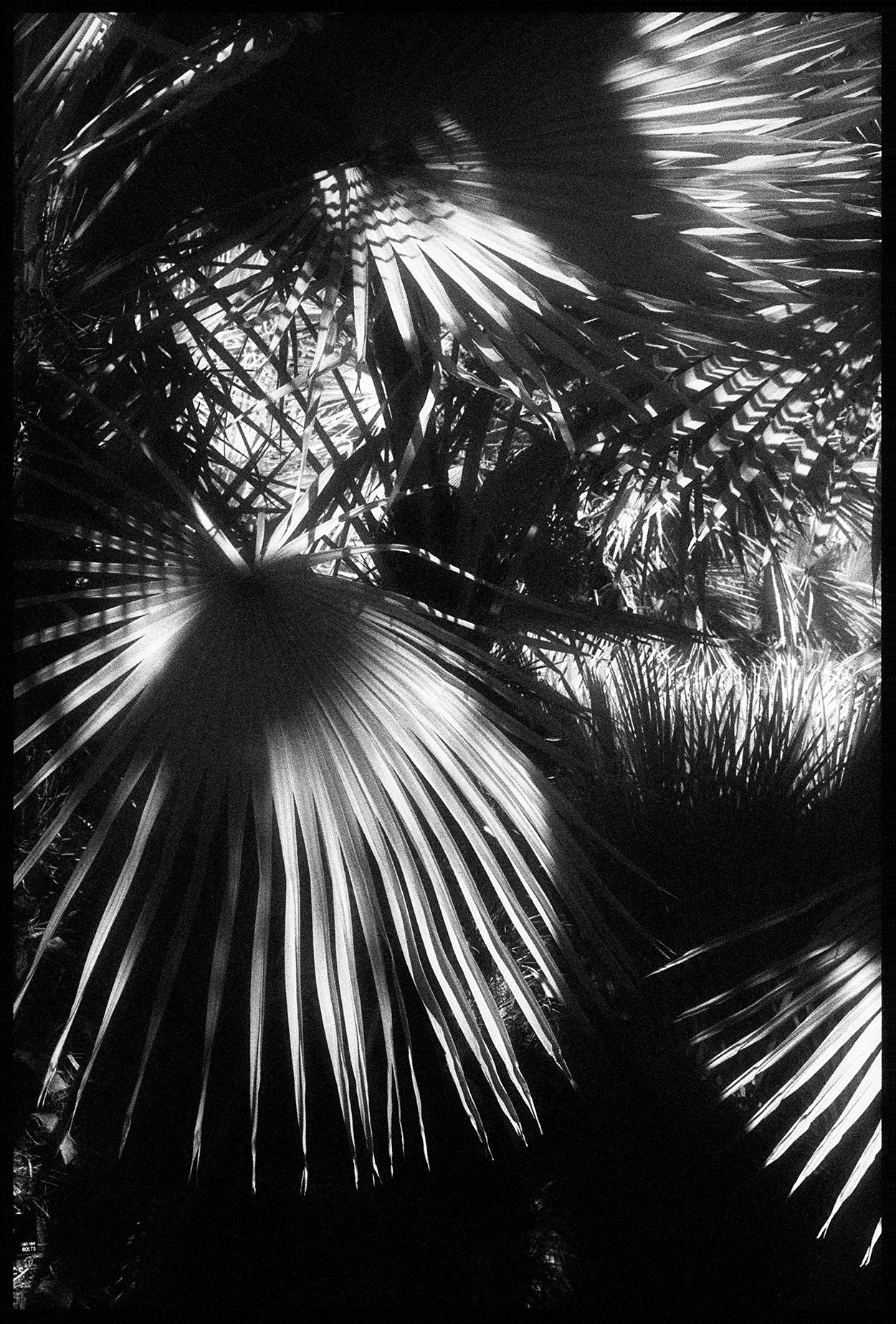 Edward Alfano Landscape Photograph – Huntington Gardens XXV - Schwarz-Weiß-Intarsien von Palmen Landschaft Surreal Foto