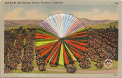Orange Groves - Postcard Image of Orange Groves in Southern California