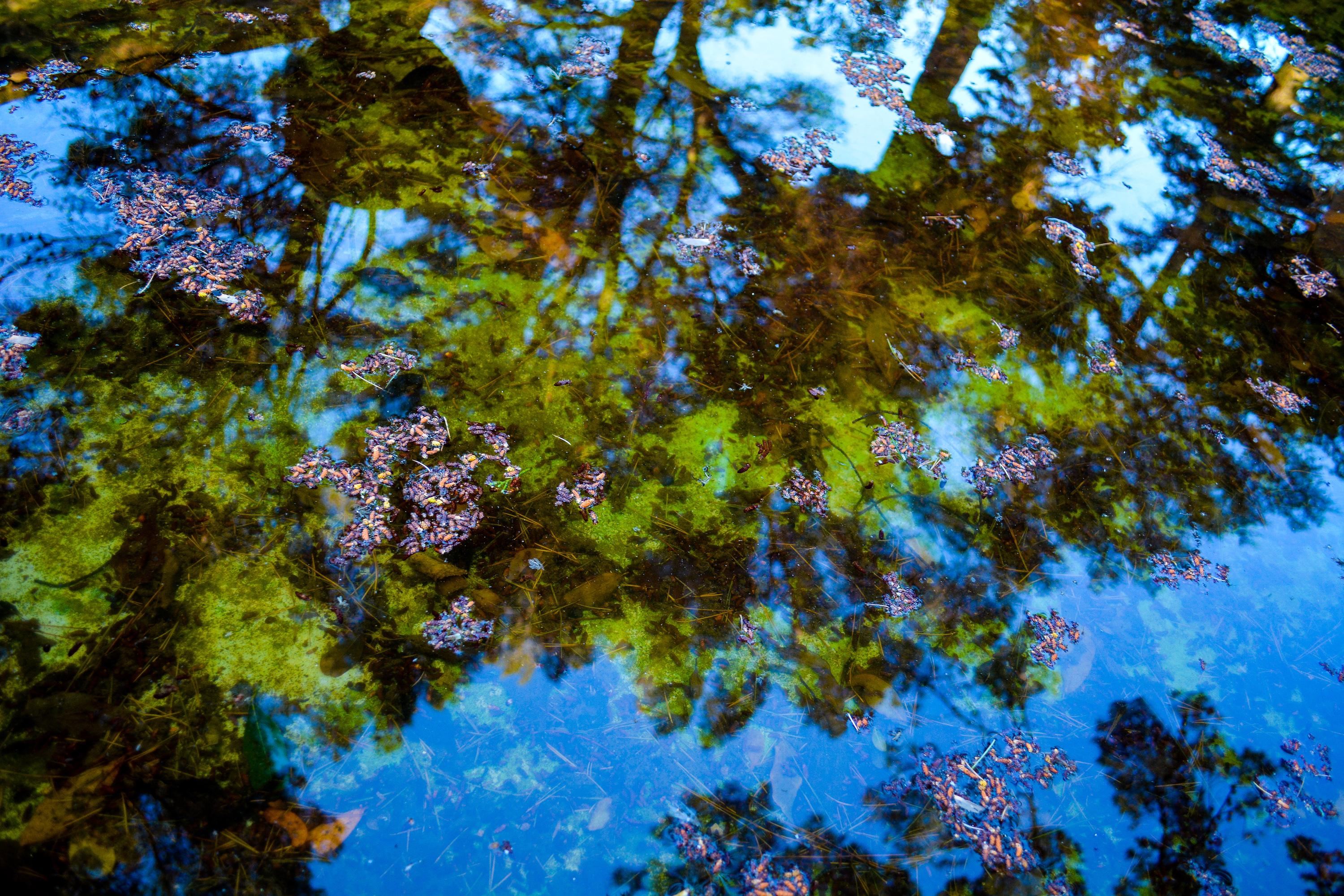 Reflection No. 1 - Meditative Print of Water and Trees. in (Blue+Green+Purple)