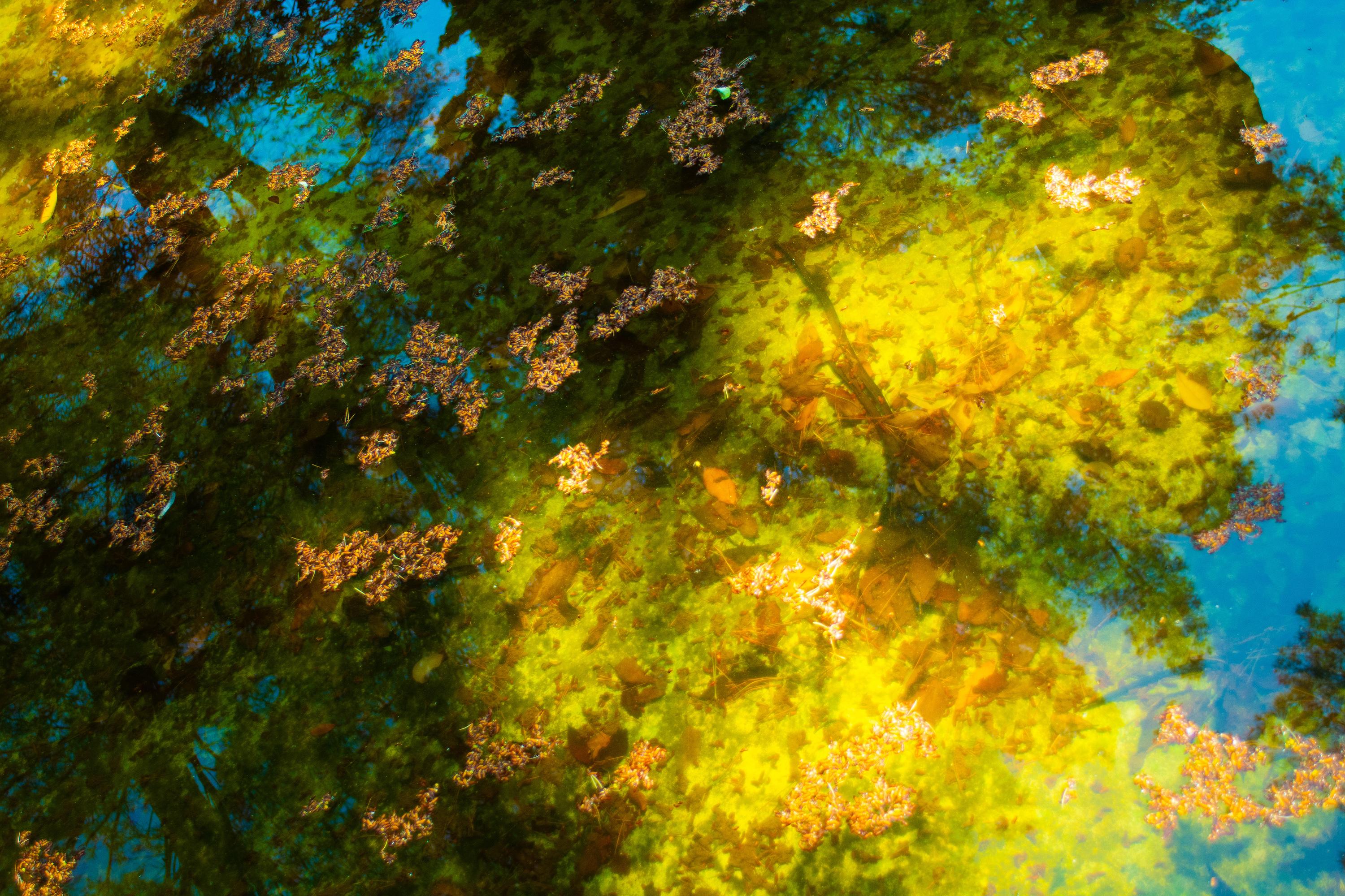 Reflection No. 4- Abstract Landscape Photograph of Pond / Trees in Yellow+ Green