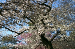 The Cherry Blossom, Pigment print on watercolor paper, Nature Photography 