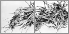 "Underfoot" (2016) di Robin Cole, disegno originale a carboncino