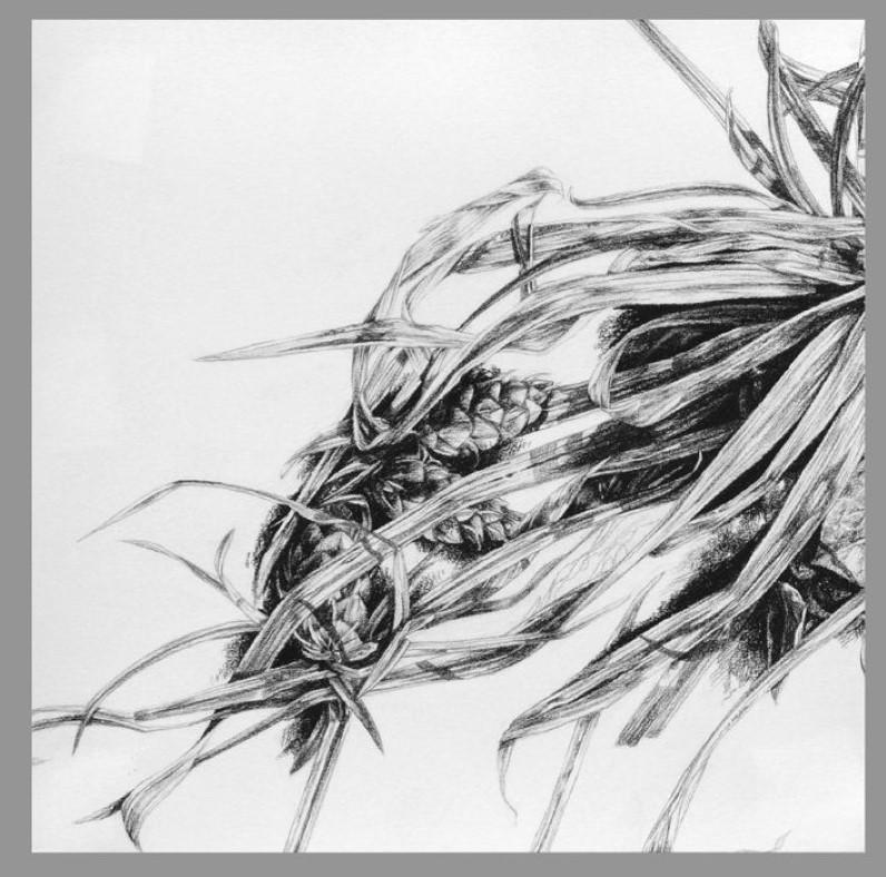 „Underfoot“ (2016) von Robin Cole, Original Kohlezeichnung im Angebot 2