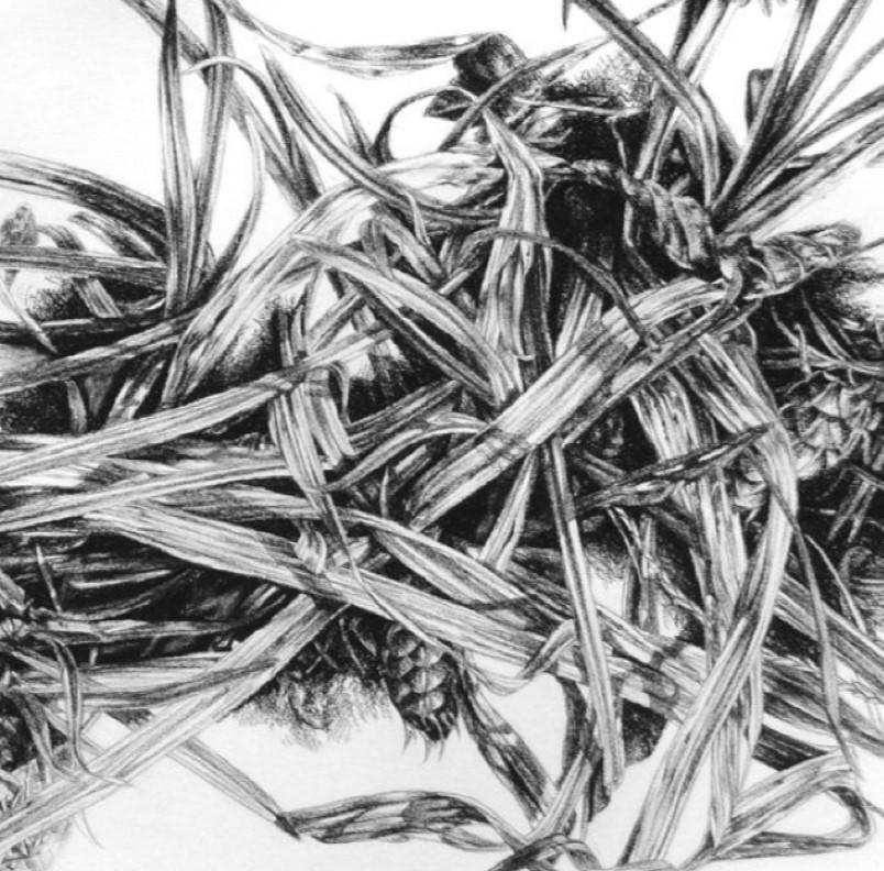 „Underfoot“ (2016) von Robin Cole, Original Kohlezeichnung im Angebot 3