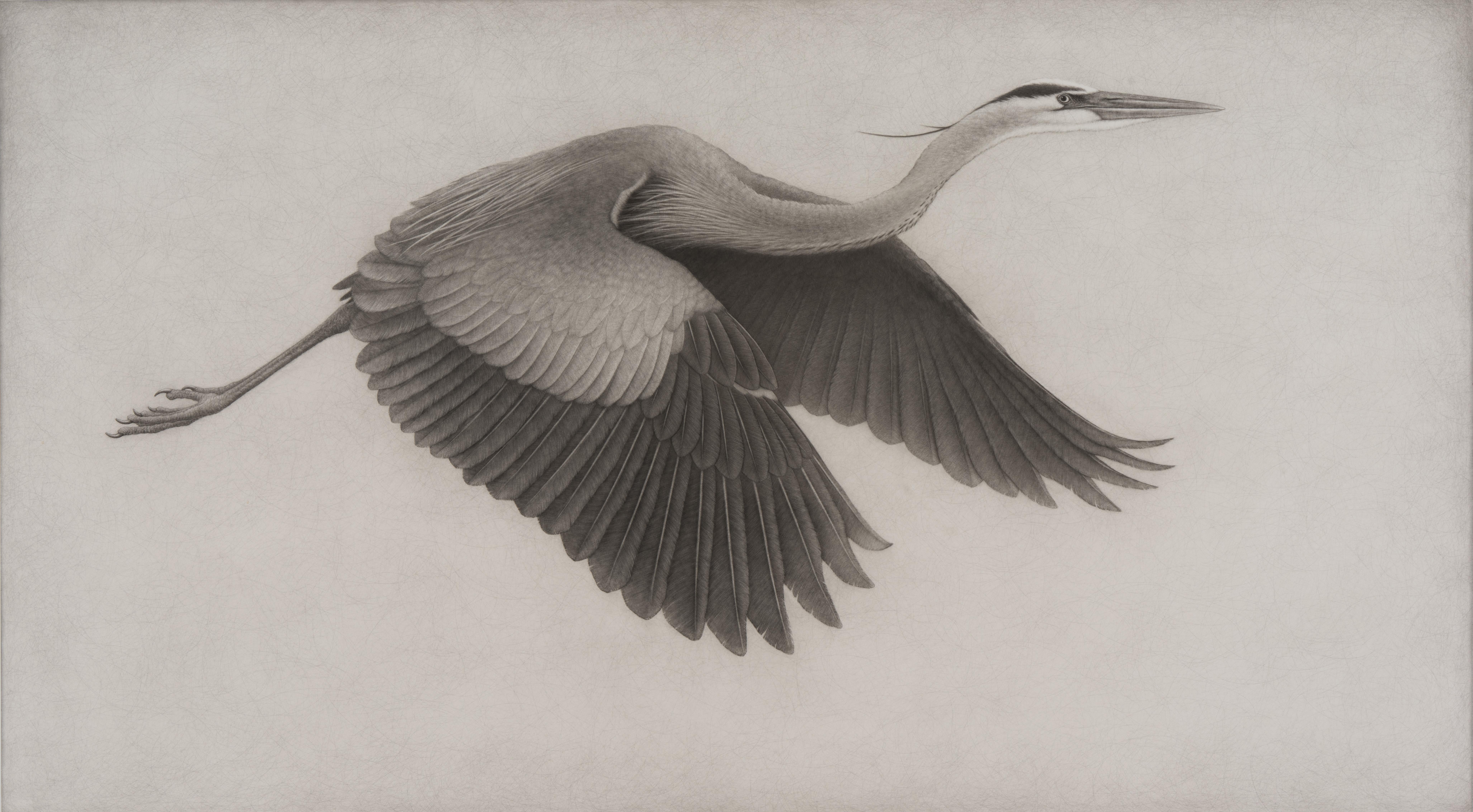 "Great Blue IV" (2024) By Lee Andre, Original Charcoal Illustration
