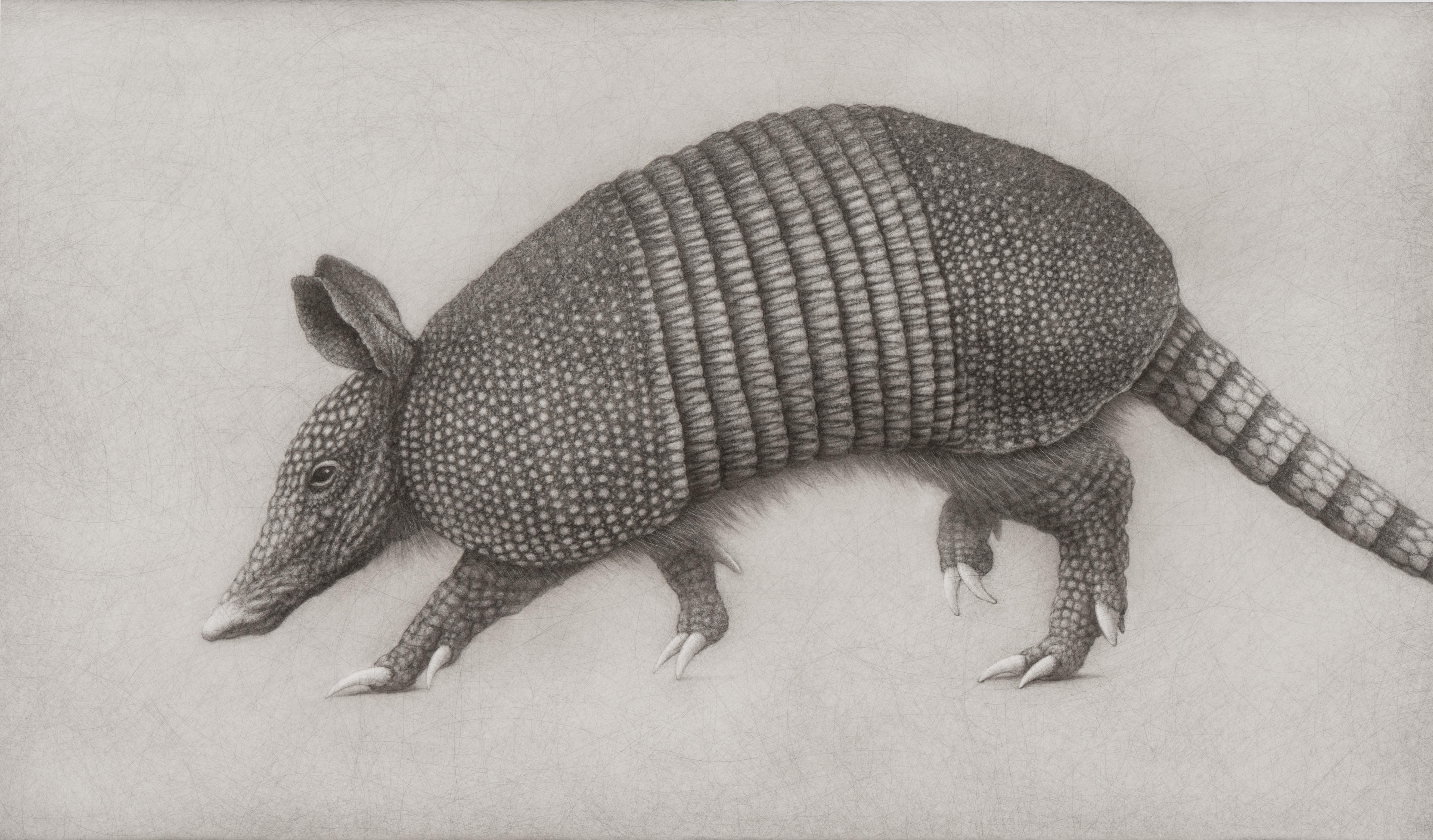"Study for Armadillo IV" (2024) By Lee Andre, Original Charcoal Illustration
