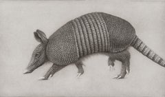 "Studio per Armadillo IV" (2024) di Lee Andre, illustrazione originale a carboncino