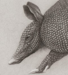 "Study for Armadillo IV" (2024) By Lee Andre, Original Charcoal Illustration