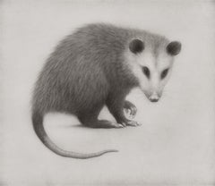 "Opossum III" (2024) di Lee Andre, illustrazione originale a carboncino