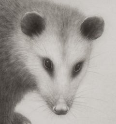 "Opossum III" (2024) di Lee Andre, illustrazione originale a carboncino