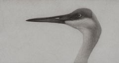 "Sandhill Crane" (2025) Original Photorealist Charcoal Illustration