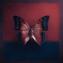 Butterfly 14, Oil Painting