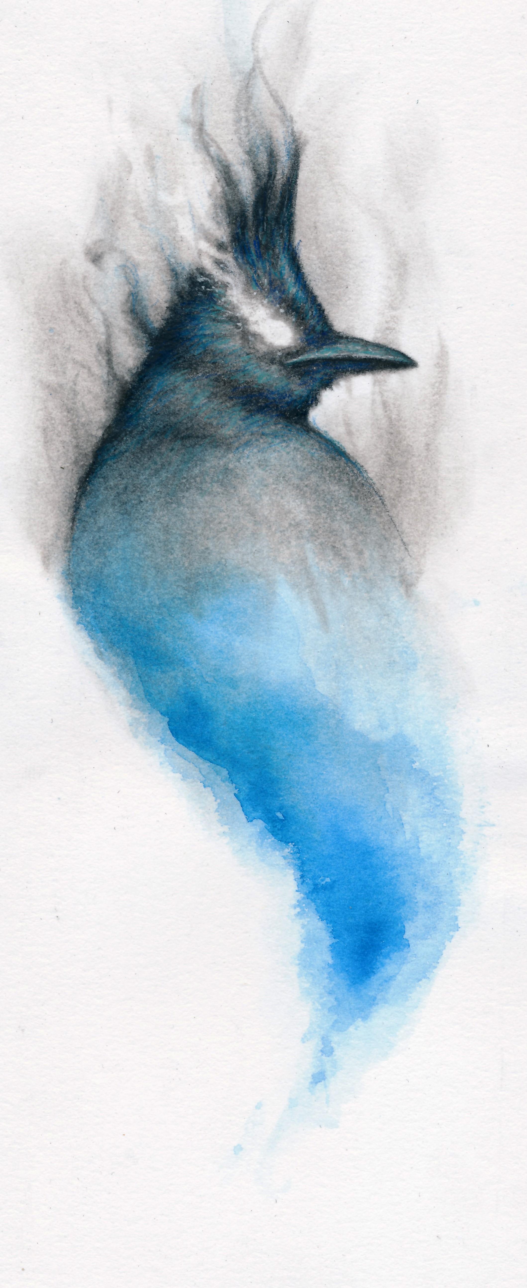 Cody Jimenez Animal Art - Smokey Stellar Jay