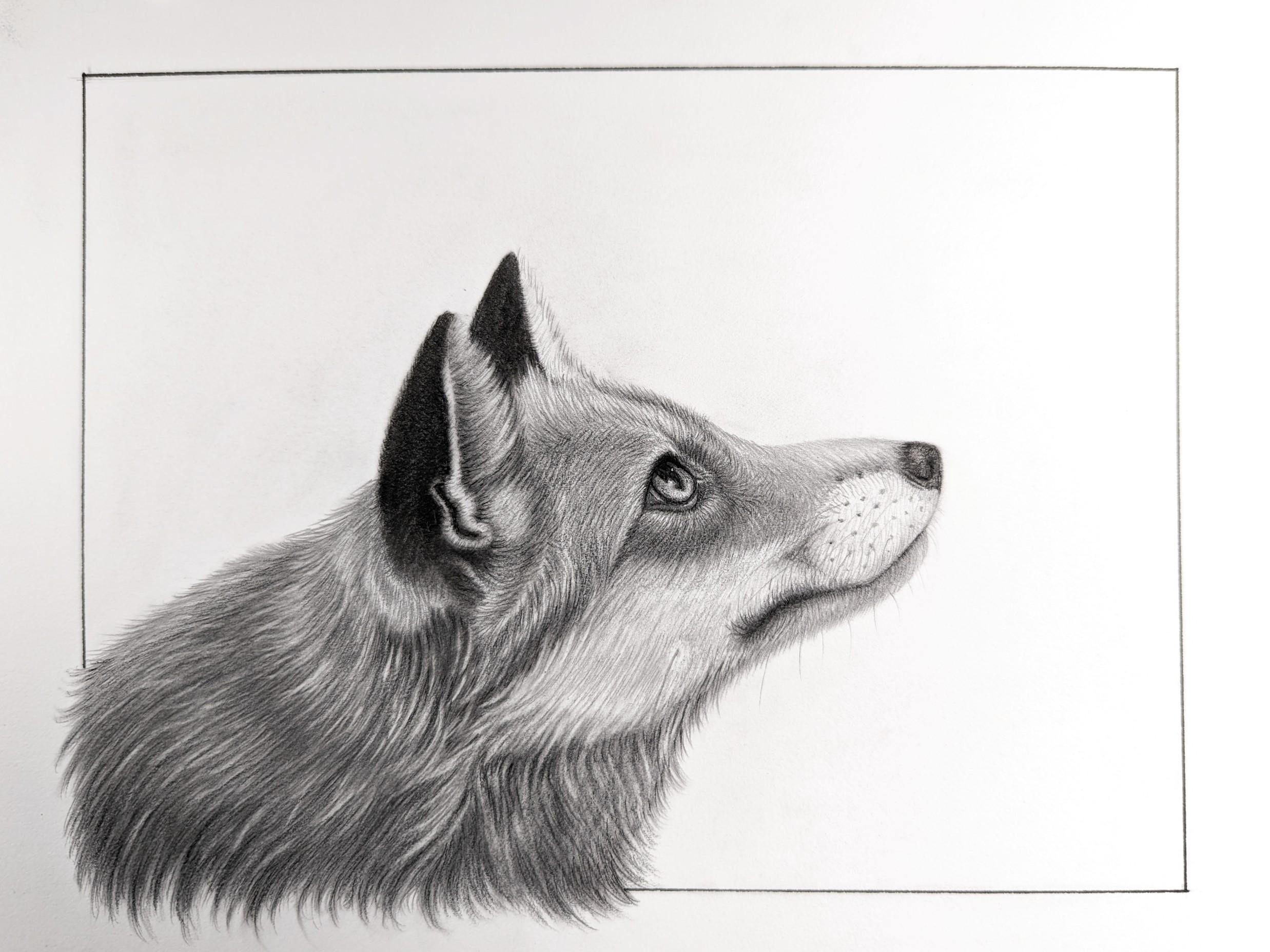 Tammy Liu-Haller Animal Art - "Things are Looking Up" Charcoal Drawing