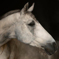 "Pale Horse, " Oil Painting