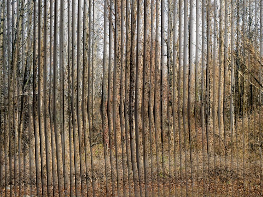 David Reinfeld Abstract Photograph - Brick & Mortar 2 - Digital composite of trees layered on textured wooden fence