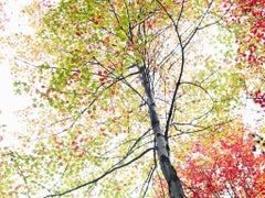 Traditional 22 - Autumnal abstract tree landscape with multicolored leaves