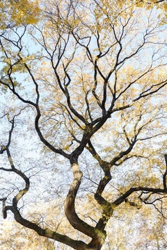 Traditional 84 - Autumnal, vertical abstract tree landscape with yellow leaves