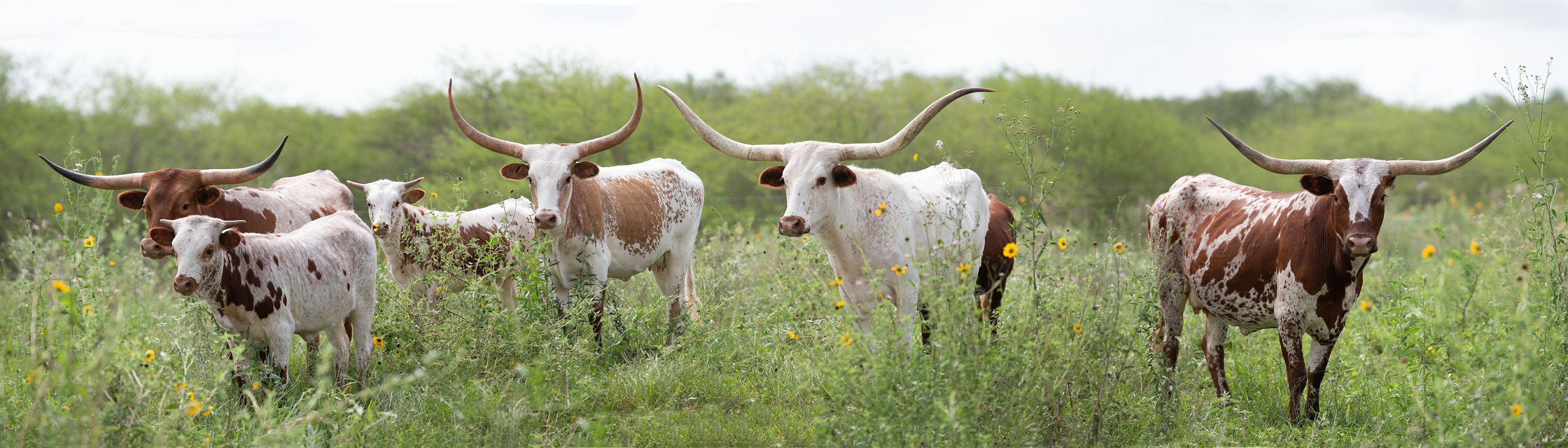 Lou Vest Landscape Photograph - Longhorn Panorama - South Texas longhorn cows at Laborcitas Ranch in green field