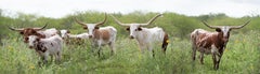 Longhorn Panorama - South Texas longhorn cows at Laborcitas Ranch in green field