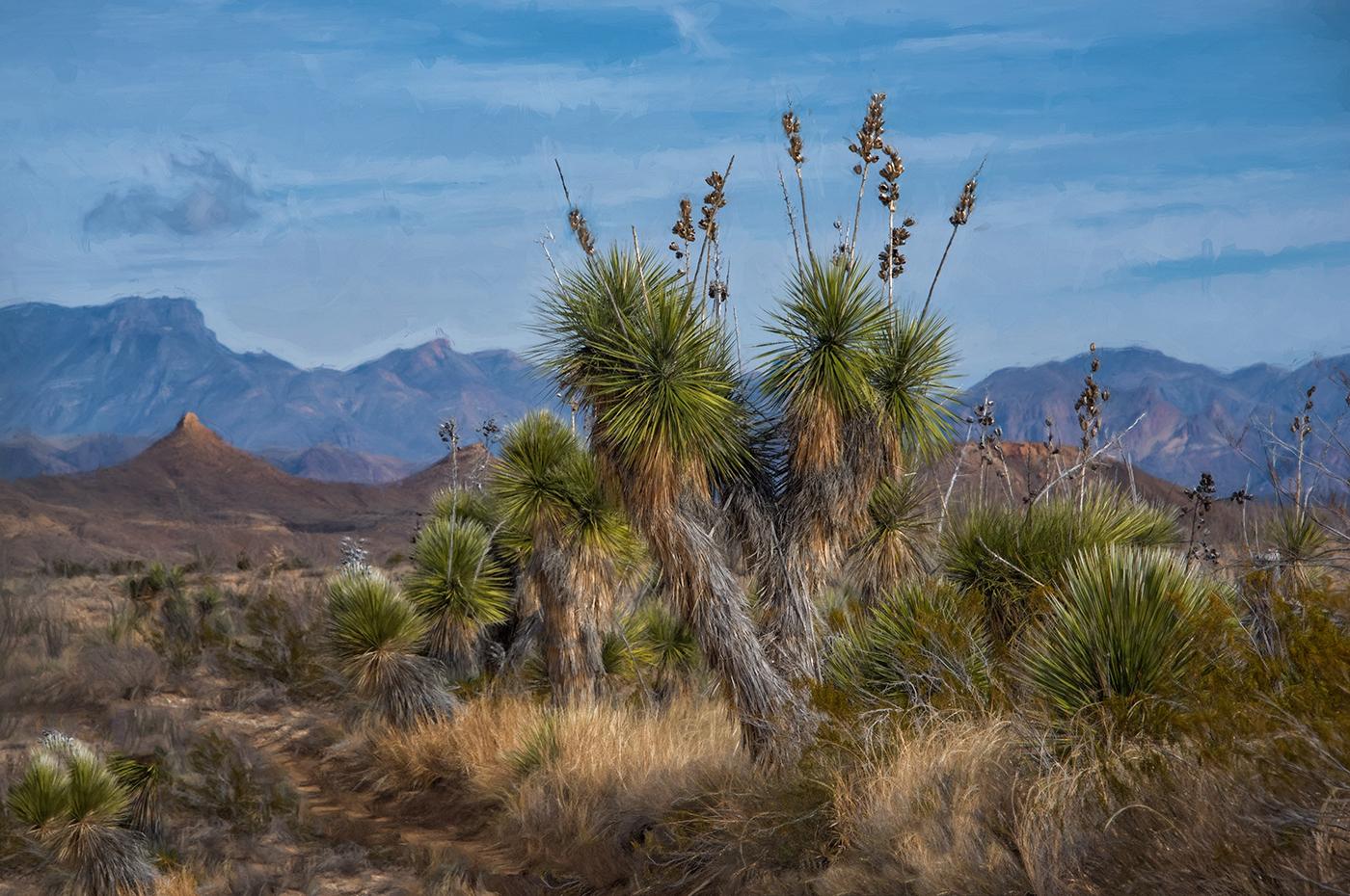 Mike Marvins Landscape Photograph - Yucca, Old Maverick - West Texas Hill Country landscape with mountains and sky