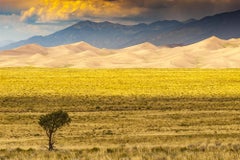 Untitled 9382 - Yellow landscape with golden sand dunes, mountains, & tall grass