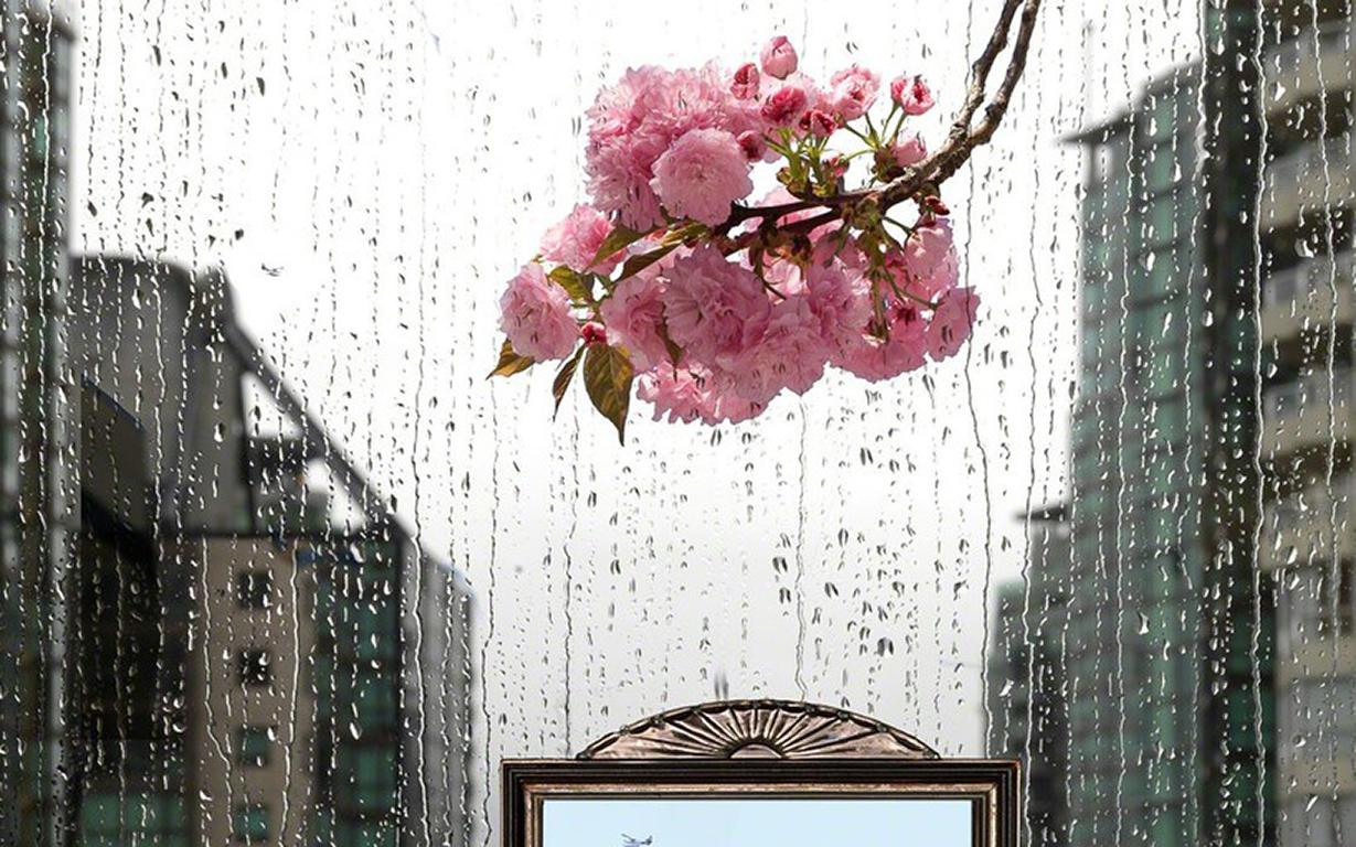 Spring Predictor (Vancouver) - Pink peonies & rain, artist studio still life - Photograph by Torrie Groening