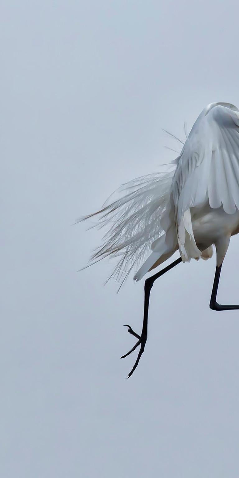 Walking On Air - Flying white crane bird suspended in air, feather details - Print by Fikry Botros