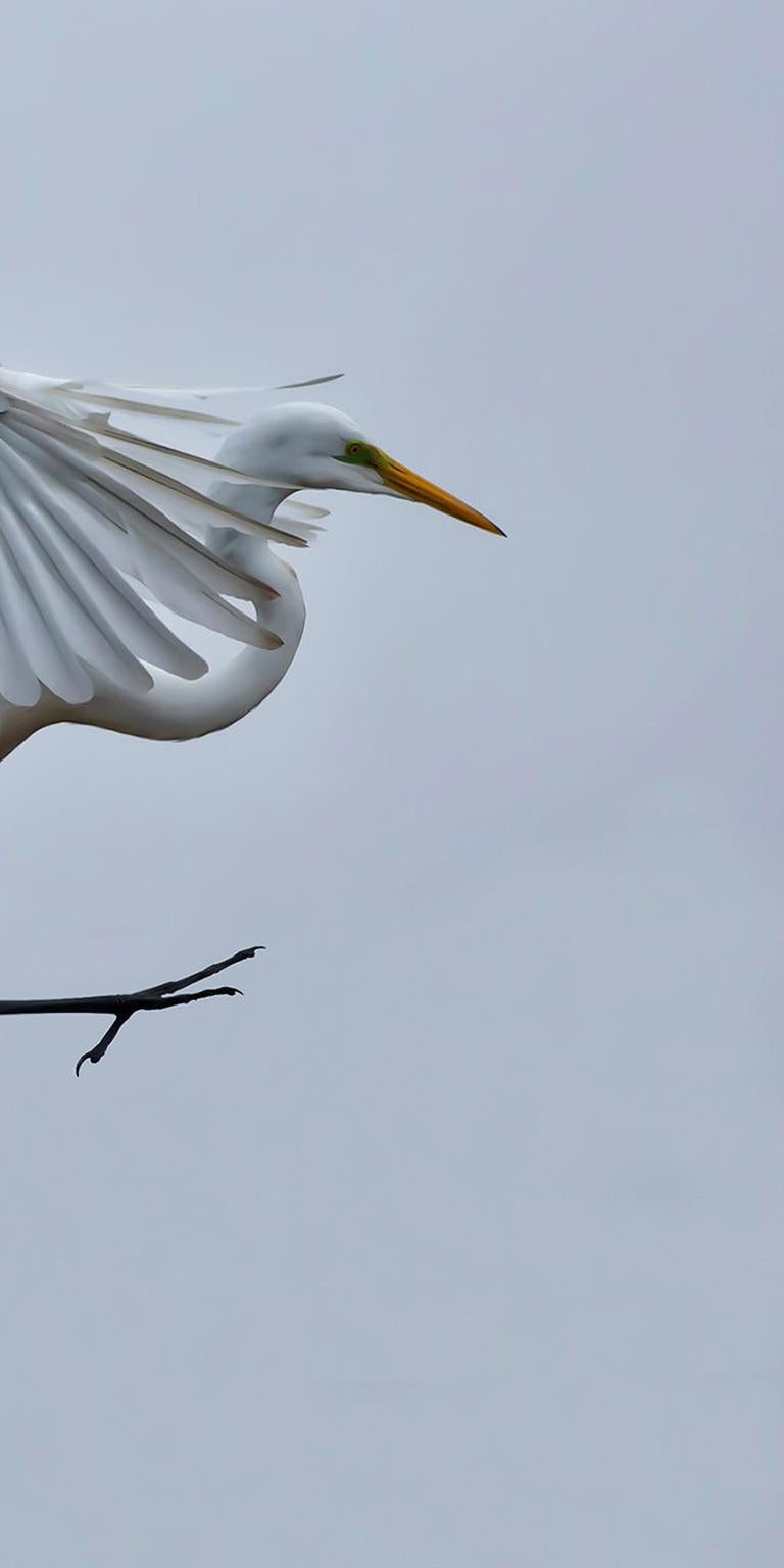 white crane flying