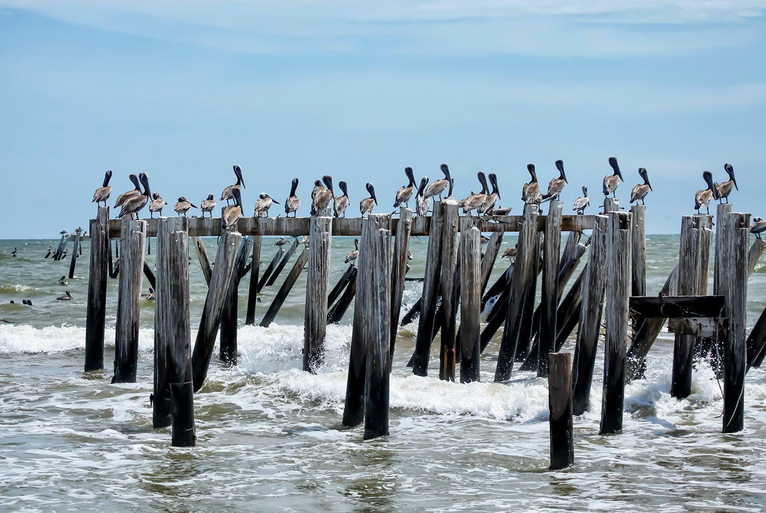 Fikry Botros Landscape Photograph - The Pelican Bar - Pelican birds perched at beach shoreline ocean waves landscape