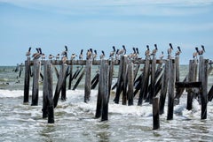 The Pelican Bar - Pelican birds perched at beach shoreline ocean waves landscape