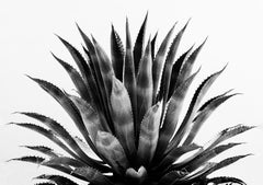 Tequila - Minimalist black & white agave plant, leaves & thorns
