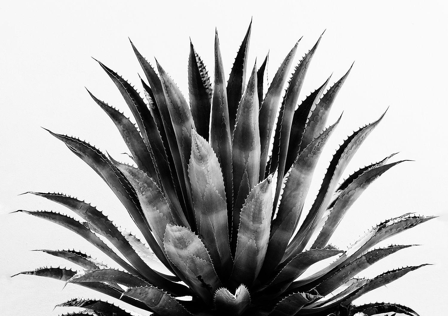 Tequila - Minimalistische schwarz-weiße Agave-Pflanze:: Blätter und Dornblumen (Grau), Black and White Photograph, von Fikry Botros