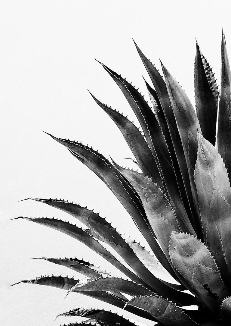 Tequila - Minimalistische schwarz-weiße Agave-Pflanze:: Blätter und Dornblumen – Photograph von Fikry Botros