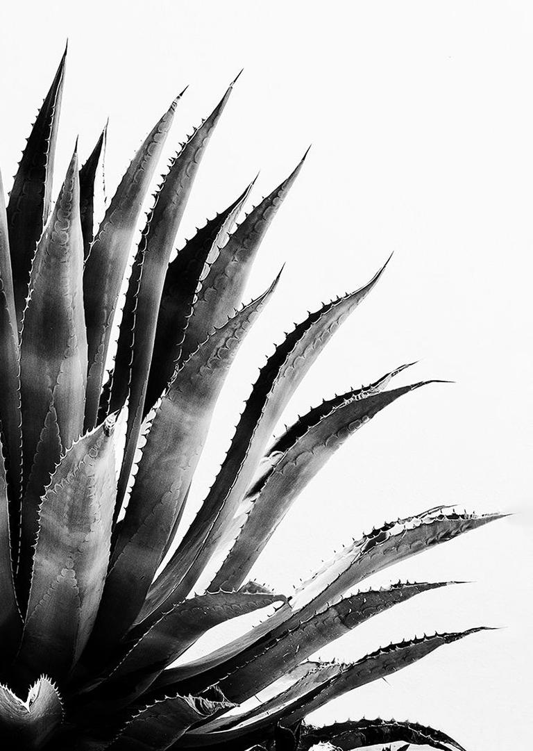Tequila - Minimalistische schwarz-weiße Agave-Pflanze:: Blätter und Dornblumen (Zeitgenössisch), Photograph, von Fikry Botros