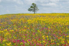 Texas Spring - Blooming yellow, pink & red flower landscape with lone green tree