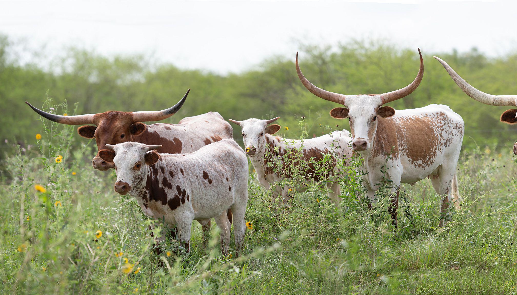 Longhorn Panorama - South Texas longhorn cows at Laborcitas Ranch in green field - Photograph by Lou Vest